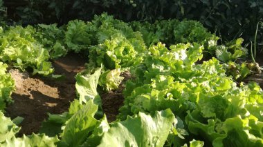 Meyve bahçesine marul ekildi. Sebze güneş altında taze ve sulama için bol su büyüyen. İspanyol bahçecilik. Geçim tarımında temel gıda ürünü.