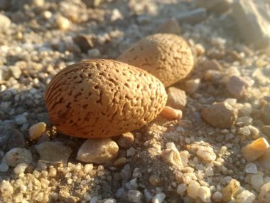 Kahverengi arka planda badem. Toprak arasında kabuk olan meyve. Gün batımı güneşinparlak ışınları ile kahverengi doğal kontrast.