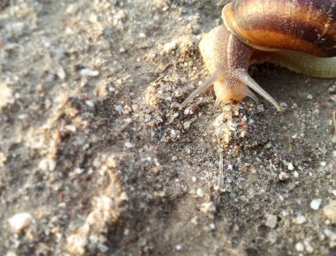 Karasal omurgasızlar gün batımında kabuğuyla dünyanın üzerinde yürüyorlar. Zemin arka planı. Salyangoz.