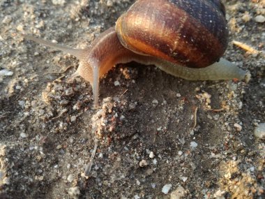 Karasal omurgasızlar gün batımında kabuğuyla dünyanın üzerinde yürüyorlar. Zemin arka planı. Salyangoz.