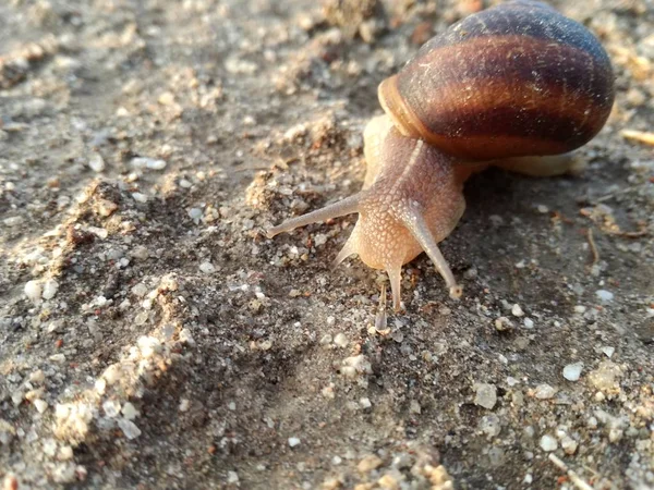 Invertebrado Terrestre Caminhando Com Sua Concha Sobre Terra Pôr Sol — Fotografia de Stock