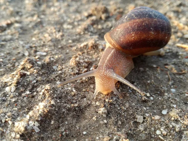 Invertebrado Terrestre Caminhando Com Sua Concha Sobre Terra Pôr Sol — Fotografia de Stock