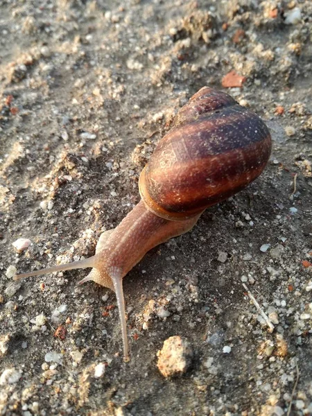 Invertebrado Terrestre Caminhando Com Sua Concha Sobre Terra Pôr Sol — Fotografia de Stock