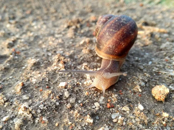 地上無脊椎動物は 日没時に地球上の殻を持って歩いています 地面の背景 カタツムリ — ストック写真