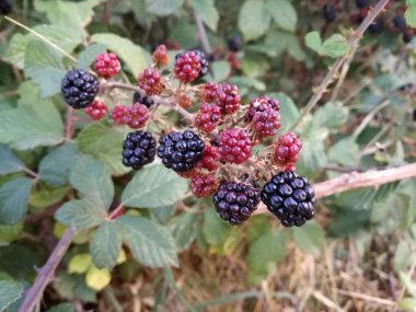 Natural contrast of colors of wild red and black fruits among the green of the leaves of the bush. Blackberries growing under the sun of the Spain.  Extraordinary natural antioxidant. clipart