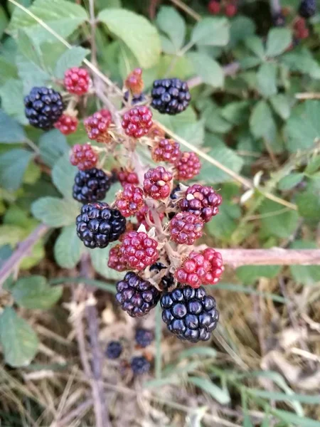 Natuurlijke Contrast Van Kleuren Van Wilde Rode Zwarte Vruchten Onder — Stockfoto