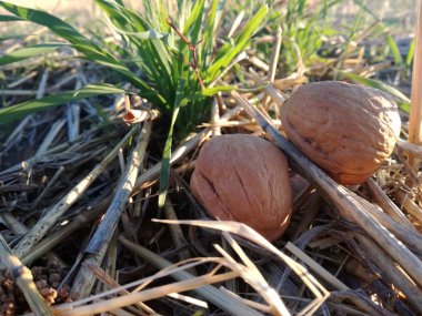 Yeşil arka planda ceviz. Çimenler arasında kabuk lu meyveler. Gün batımı güneşinparlayan ışınları ile doğal kontrast iki fındık.