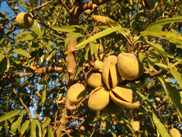 在西班牙的阳光下 杏仁在树上成熟 欧洲水果业 叶子间的黄色成熟果实 — 图库照片