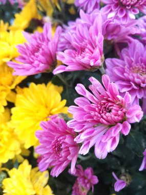 Ön planda leylak çiçekleri ve arka planda sarı olanlar ayarlayın. Doğal renklerin zarif kombinasyonu. Mor bir çiçek odaklanmış ve yavaş yavaş grubun geri kalanı bulanıklaştırma.