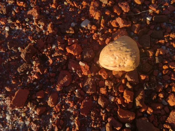 在红石头背景上带果皮的螺母 成熟的干果 — 图库照片
