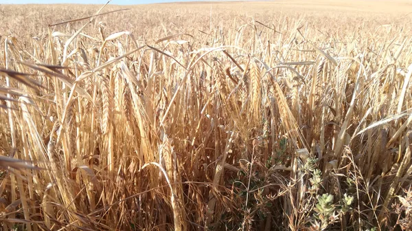 Detail of ripe grain from the inside of a barley field.