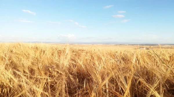 Ufukta mısır gevreği. Kastilya ve Leon, İspanya toplumun yaz tarım manzara. Kontrast sakin gökyüzüsarı ve mavi doğal renkler. Kırsal.
