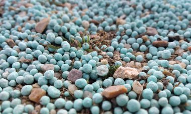 Tarım sektöründe tahılkış mineral gübre. Azot, fosfor ve potasyum besin olarak tahılı güçlendirir. Gübre topları yanlışlıkla meyve bahçesine kırsal yolda döküldü.