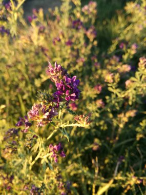 Kuluçka çiçeklerin doğal renk kontrastı. Leylak ve bitkilerin doğal yeşil. Gün batımı güneşinin ışık yansımaları.