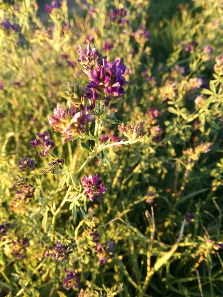 花在孵化中的自然颜色对比 丁香和天然绿色的植物 日落太阳的光反射 — 图库照片