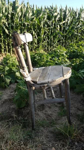 An old chair for resting moments in the orchard. Agricultural image next to corn field growing. Spanish countryside.