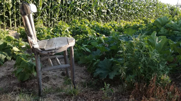 Old Chair Rest Field Cultivation Freshness Orchard Irrigated Land — Stock Photo, Image