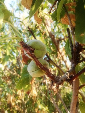 Badem İspanya güneşinin altında ağaçta olgunlaşan. Avrupa meyve endüstrisi.