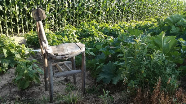 An old chair for resting moments in the orchard. Agricultural image next to corn field growing. Spanish countryside.