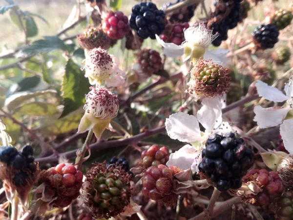 Florescer Amoras Plena Transformação Flores Frutas Bagas Pretas Vermelhas Selvagens — Fotografia de Stock