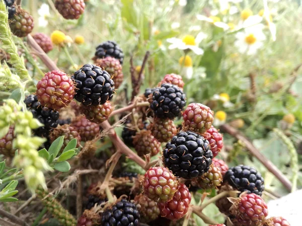 Wilde Schwarze Und Rote Beeren Die Auf Dem Berg Unter — Stockfoto