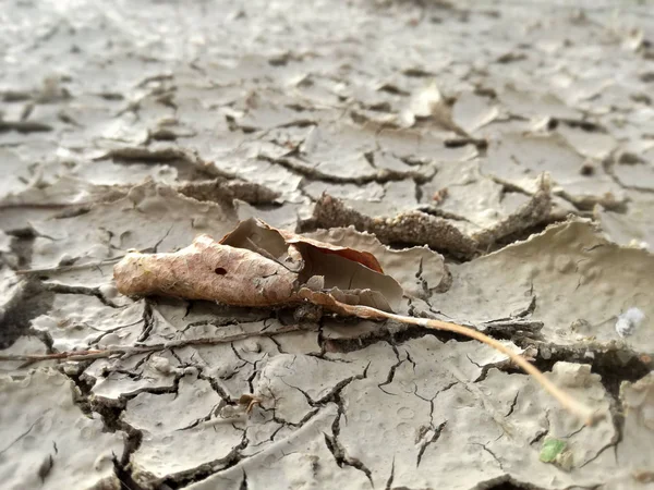 Hoja Marrón Seca Anunciando Otoño Terreno Con Grietas Ausencia Lluvia —  Fotos de Stock