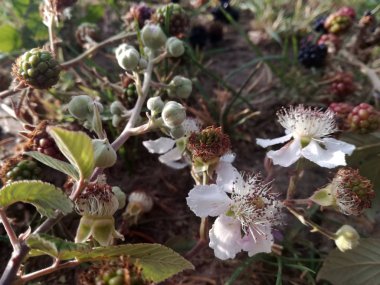 Çiçekten meyvelere kadar tam dönüşümde böğürtlenleri açar. İspanya güneşi altında dağda yetişen yabani siyah ve kırmızı meyveler. Sağlıklı ve doğal gıda.