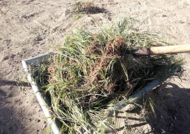 Sebze dikimi için meyve bahçesini hazırlamak. Çiftçi bahçetemizlemek için el arabası içinde çiftçinin yaba aracı ile ot ot kazık. Geçim tarımının manuel çalışması.