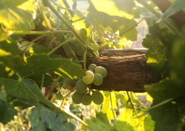 Weintrauben Die Weinberg Unter Der Sonne Spaniens Wachsen — Stockfoto