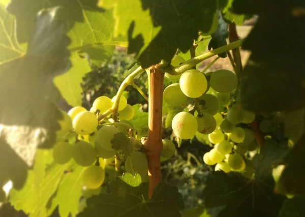 Bunch of grapes growing in the vineyard under the sun of Spain.