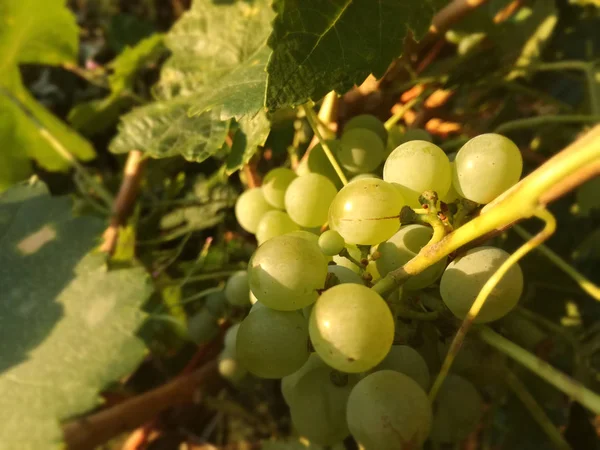 Bouquet Raisins Poussant Dans Vignoble Sous Soleil Espagne — Photo