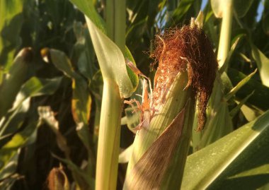 Mısır koçanları büyüyor. Sulama tarım sanayi. Hasat edilmeden önce İspanya güneşi altında kuruyan tahıl.