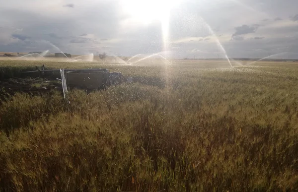 Wheat Artificial Rain Nightfall Explosion Multitude Drops Water Pressure Irrigation — Stock Photo, Image