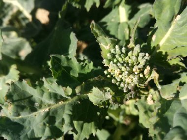 Yağ tohumu tecavüz tarlaları. Yeşil çiftlik arazisi. - Colza. İspanyol tarımı. Gelişmekte olan bir bitki, filizlenen bir çiçek..