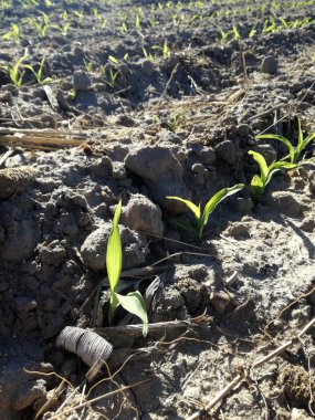 Kahverengi zemin arazi üzerinde yoğun doğal yeşil. İspanyol kırsalının ilk mısır gevreği filizi. Yetiştirilen tahıl. Genç mısır yetiştiriciliği. Yeni tarım sezonunun gelecekteki mısır koçanları.