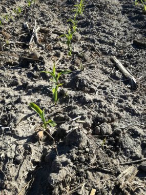 Kahverengi zemin arazi üzerinde yoğun doğal yeşil. İspanyol kırsalının ilk mısır gevreği filizi. Yetiştirilen tahıl. Genç mısır yetiştiriciliği. Yeni tarım sezonunun gelecekteki mısır koçanları.