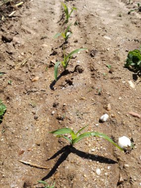 Genç mısırlar büyüyor. Yoğun doğal yeşil. İspanya kırsalındaki ilk mısır gevreği. Tahıl bitkisi yakın zamanda sulandı..