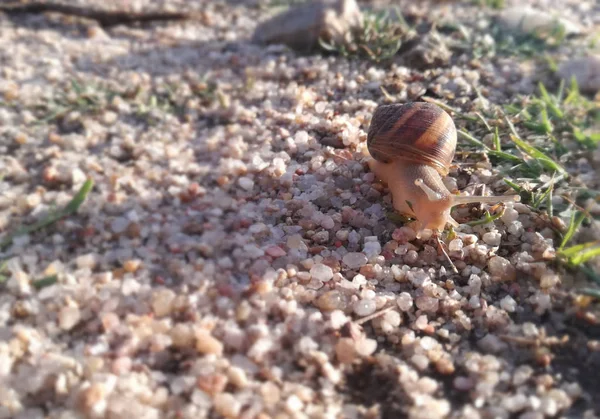 Wirbellose Tiere Die Ihren Panzer Über Die Erde Bewegen Schnecke — Stockfoto