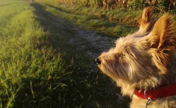 Μικρός Μεγάλος Κυνηγός Brown Σκυλί Επικεντρώθηκε Για Ξεκινήσει Μια Καταδίωξη — Φωτογραφία Αρχείου