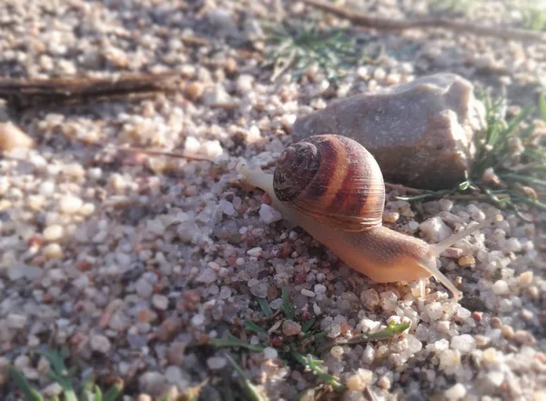 Wirbellose Tiere Die Ihren Panzer Über Die Erde Bewegen Schnecke — Stockfoto