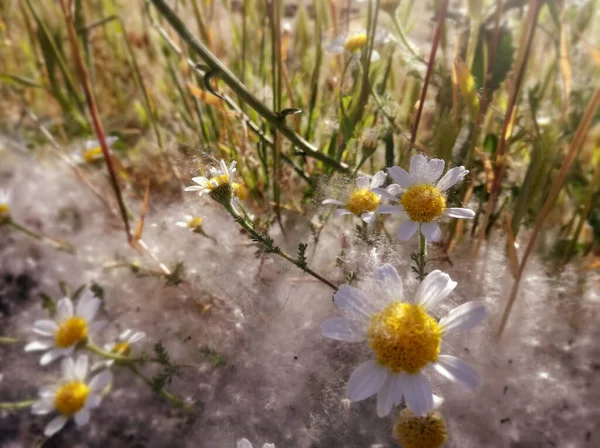 Risk. Daisies in nature. Grass in an area of high concentration of pollen. Health, possible complications in patients with allergy pathology. The substances from plants between vegetation.