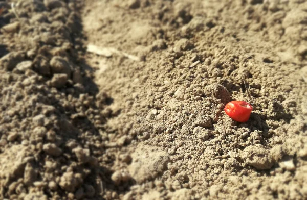 屋外のトウモロコシの種 植え付けのための認定穀物 小さなシリアル コーンフィールドだ 赤い種子と乾燥した土地の茶色の間の色のコントラスト Euの田舎 スペイン農業 — ストック写真