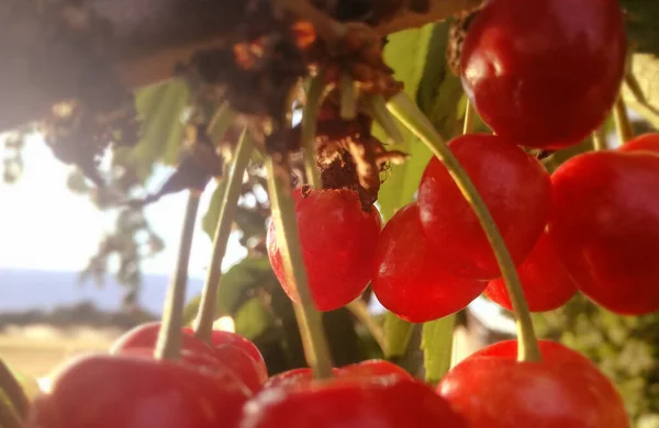 New Season Horticulture Farm Intense Natural Red Young Cherries Growing — Stock Photo, Image