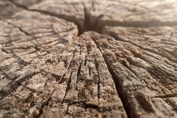 Såg Trädstammen Stäng Den Grova Ytan Sågat Trä Konsistensbakgrund Fladdermus — Stockfoto