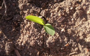 Kahverengi zemin üzerinde yoğun doğal yeşil. İspanya kırsalındaki ilk mısır gevreği. Yetiştirilmiş tahıl. Genç mısırlar büyüyor. Yeni tarım mevsiminin gelecekteki mısır koçanları..