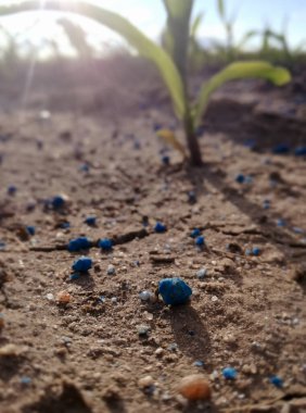 Mısırın gelecekteki kulakları. Mısır gevreğinde döllenme. Yeşil taneciklerle saçılmış mineraller. Çoğunlukla mineral gübre, nitrojen, potasyum ve fosforda.. 