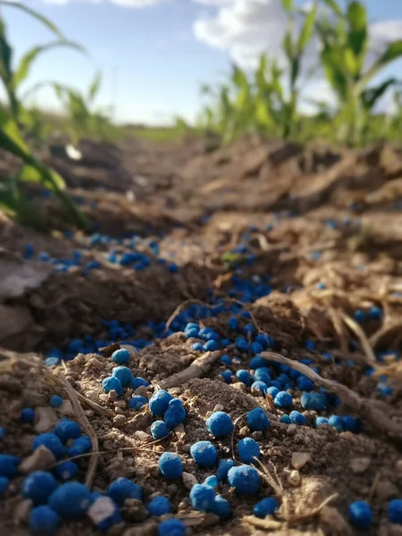 Mısırın gelecekteki kulakları. Mısır gevreğinde döllenme. Yeşil taneciklerle saçılmış mineraller. Çoğunlukla mineral gübre, nitrojen, potasyum ve fosforda.. 