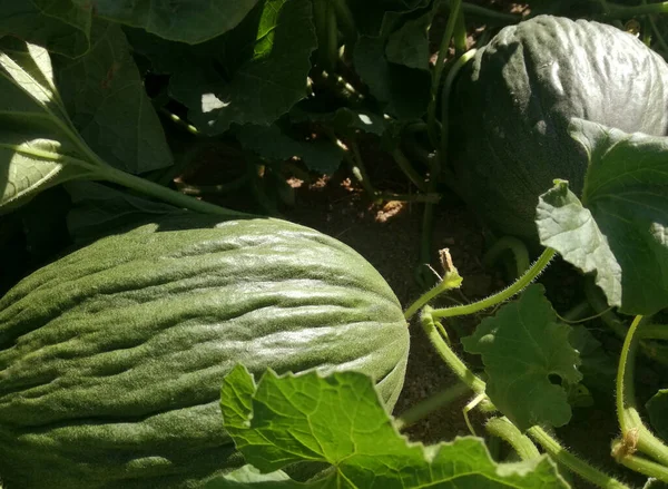 Les Aliments Poussent Dans Verger Fruit Frais Comestible Charnu Melon — Photo