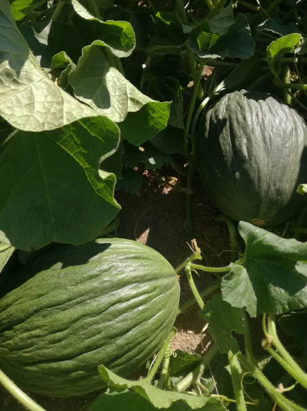 Industrie Agricole Melon Espagnol Vert Peau Rugueuse Parfois Connu Sous — Photo