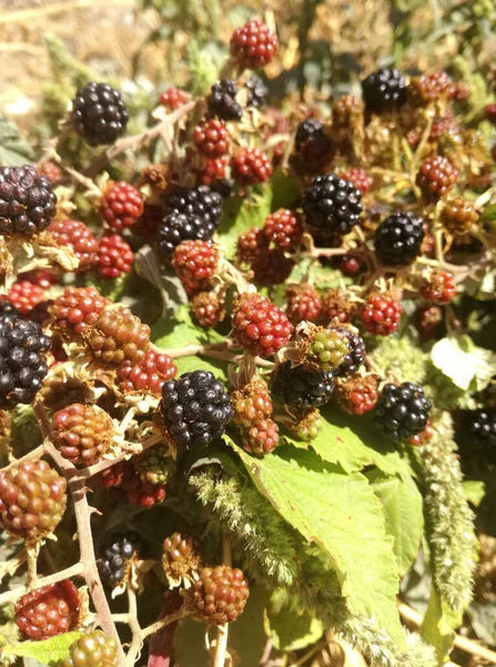 Baies Sauvages Noires Rouges Poussant Dans Brousse Sous Soleil Espagne — Photo